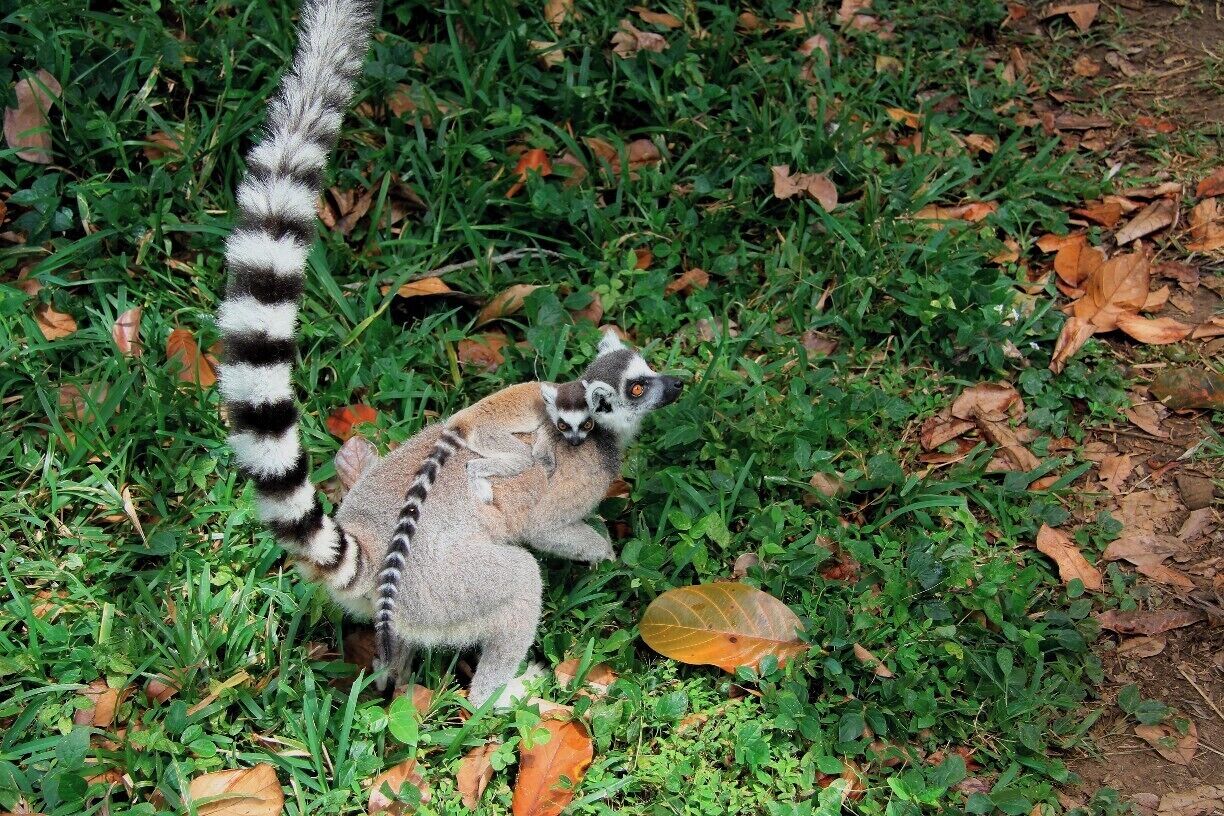 A mother ring-tailed lemur and her baby. I knelt down to get a photo of these two and they climbed up my arm onto my shoulder!

Four types of lemur can be found within the reserve, though the chances of seeing them all in one visit would be very slim. Most of them are used to seeing people so will get fairly close to check you out.

If you can't see them, you'll hear them in the trees above you!