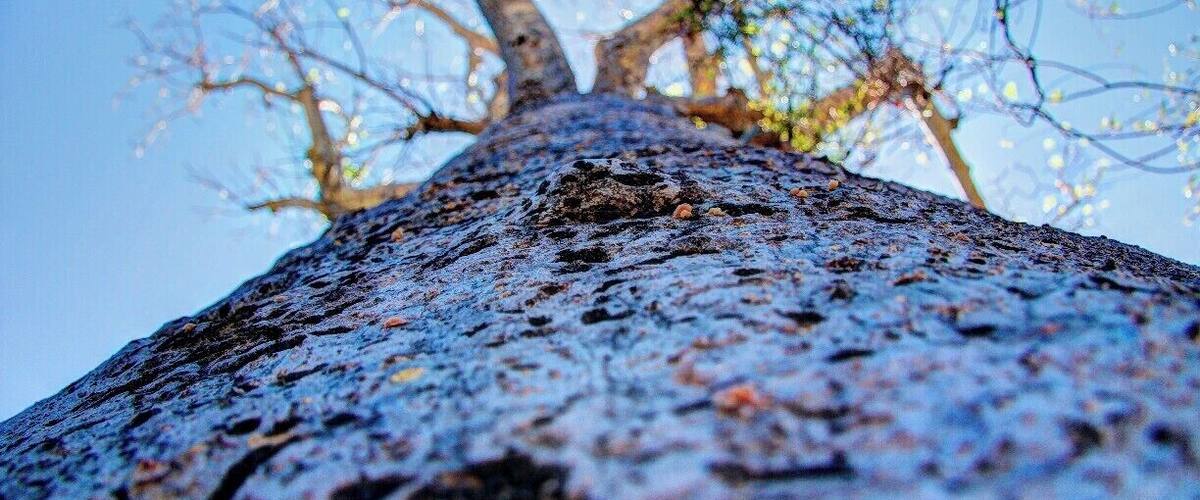 Baobab tree in the unrelenting heat.
#nationalpark
