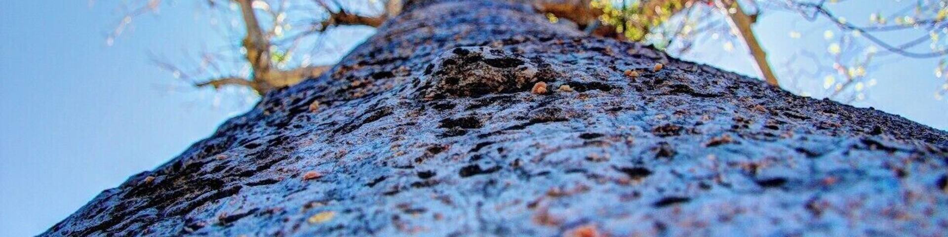 Baobab tree in the unrelenting heat.
#nationalpark