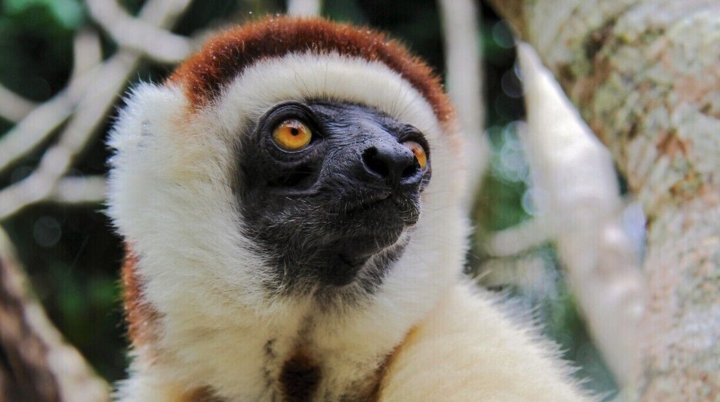 A Verreaux's Sifaka, one of four different species in the reserve (Brown, Ring-Tailed and Bamboo lemurs being the other species). They're used to visitors so will often come and check you out, but most of the time you will hear them jumping through the trees above you.