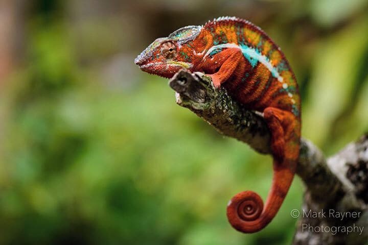 If you love amazing colours and incredible creatures then check out Peyieras Reptile Reserve. Stunning doesn't begin to describe the array of chameleons to see and photograph. Wonderful.