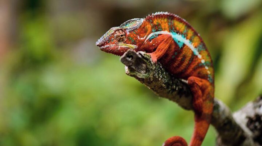 If you love amazing colours and incredible creatures then check out Peyieras Reptile Reserve. Stunning doesn't begin to describe the array of chameleons to see and photograph. Wonderful.