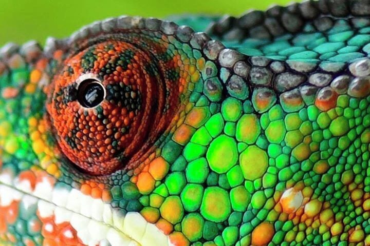 If you love amazing colours and incredible creatures then check out Peyieras Reptile Reserve. Stunning doesn't begin to describe the array of chameleons to see and photograph. Wonderful.