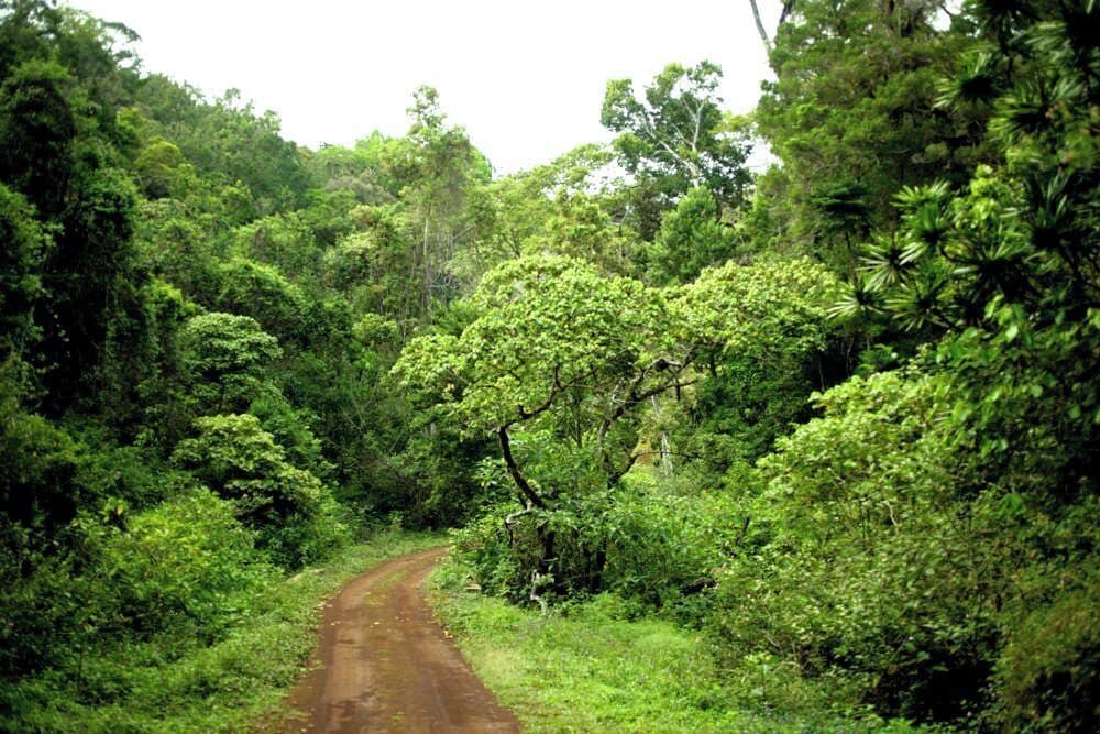 Montagne d'Ambre National Park in northern Madagascar, is about 35km south of Antsiranana (Diego-Suarez). It is a relatively small and isolated area of montane forest, exhibiting remarkable biological diversity. Even a couple of hours spent here with one of the good local guides, gives you an impression of how very special the National Park is. Having said that, the site is already suffering from signs of exploitation, with much of the Park comprising secondary, rather than primary forest. Virtually all of the surrounding landscape has been burned and is now just a barren wasteland.