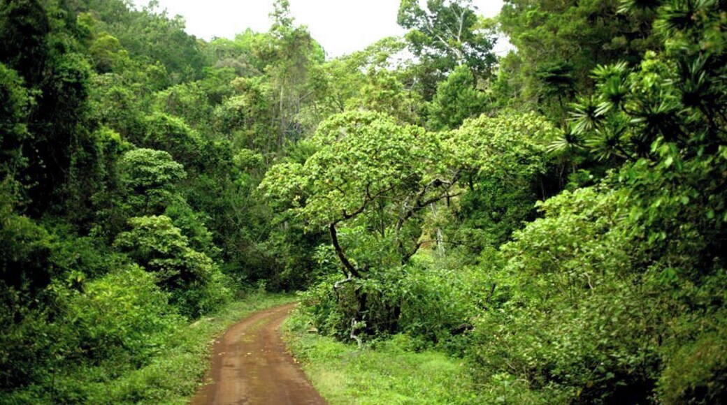 Montagne d'Ambre National Park in northern Madagascar, is about 35km south of Antsiranana (Diego-Suarez). It is a relatively small and isolated area of montane forest, exhibiting remarkable biological diversity. Even a couple of hours spent here with one of the good local guides, gives you an impression of how very special the National Park is. Having said that, the site is already suffering from signs of exploitation, with much of the Park comprising secondary, rather than primary forest. Virtually all of the surrounding landscape has been burned and is now just a barren wasteland.