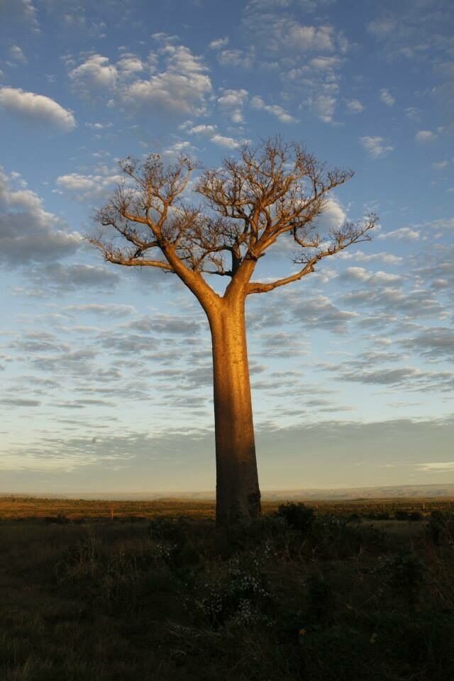 Baobab tree nothing more to say just stunning!!