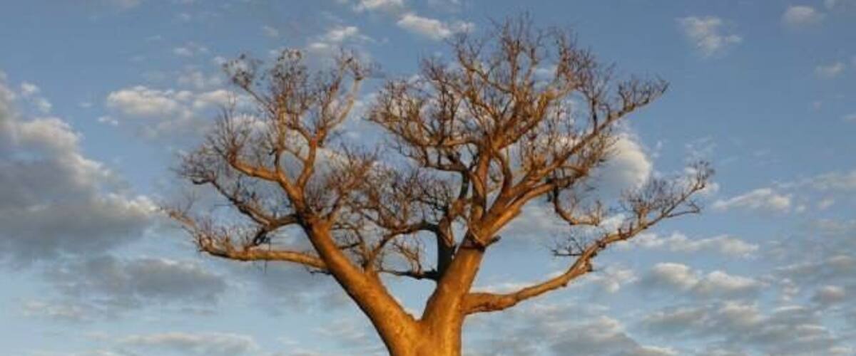 Baobab tree nothing more to say just stunning!!