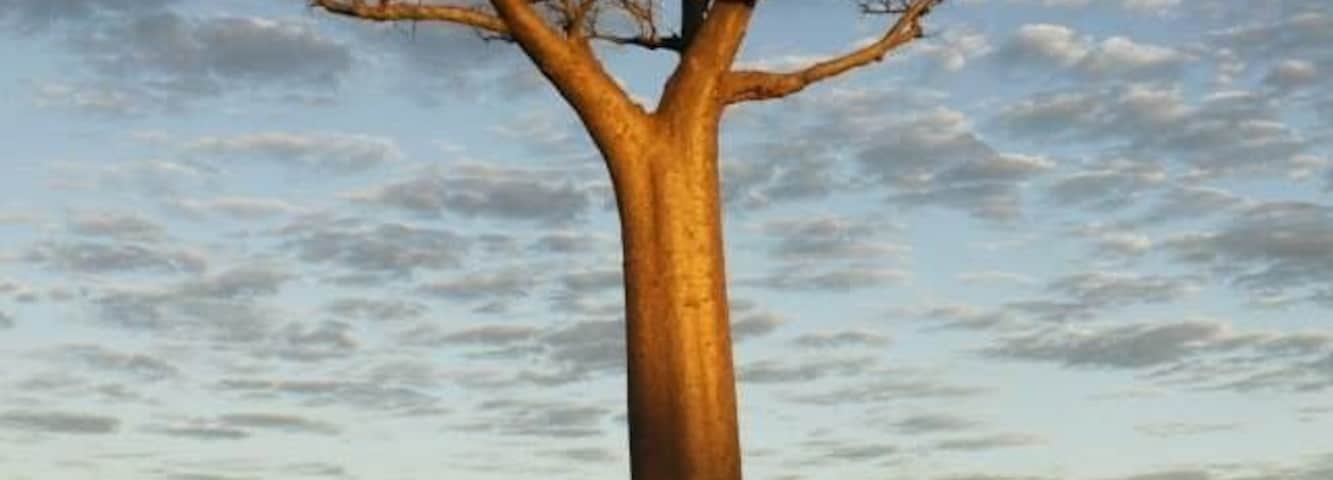 Baobab tree nothing more to say just stunning!!
