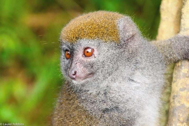 Madagascar is the only place in the world where you can see lemurs! There are 103 species and all of them are endangered.

Find out how you can see them and how your participation helps save them: https://monkeysandmountains.com/tours/madagascar-ecotour/.