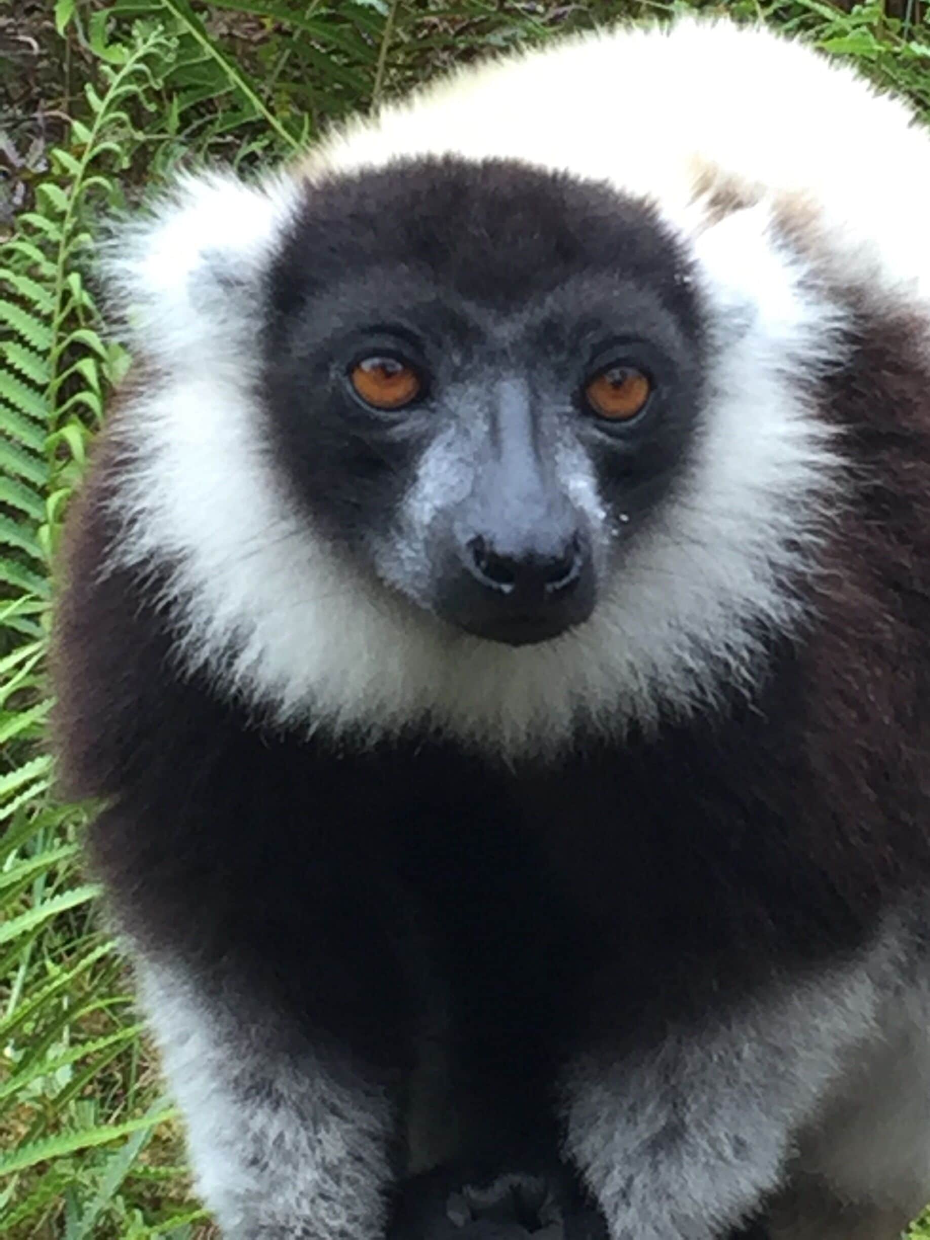 Madagascar.  Dancing Sifaka.  This 4th largest island has been stunning.