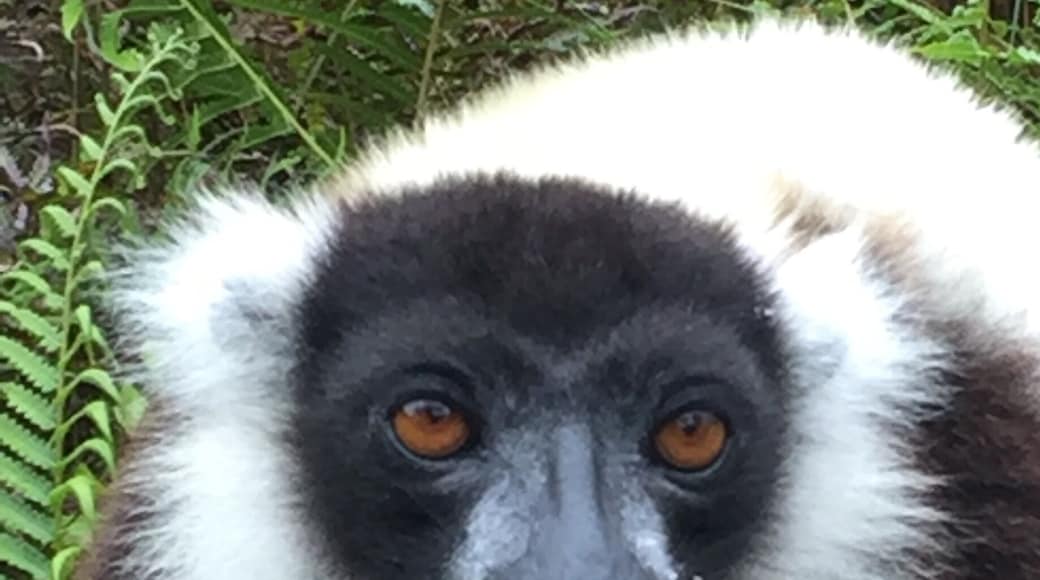 Madagascar. Dancing Sifaka. This 4th largest island has been stunning.