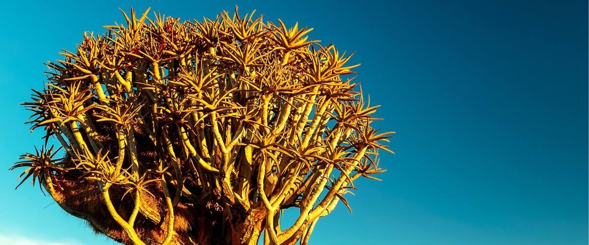 Just 400m out the back of the rest camp. Its best to photograph these trees at sunset or sunrise and wait till the tourists go off for food. It’s also very close to the Giants Playground which is owned by the same campsite. Stay here in a chalet, campsite or one of their extremely weird huts. They offer dinner and breakfast in their house which is all cooked by the owners family. #GreatOutdoors