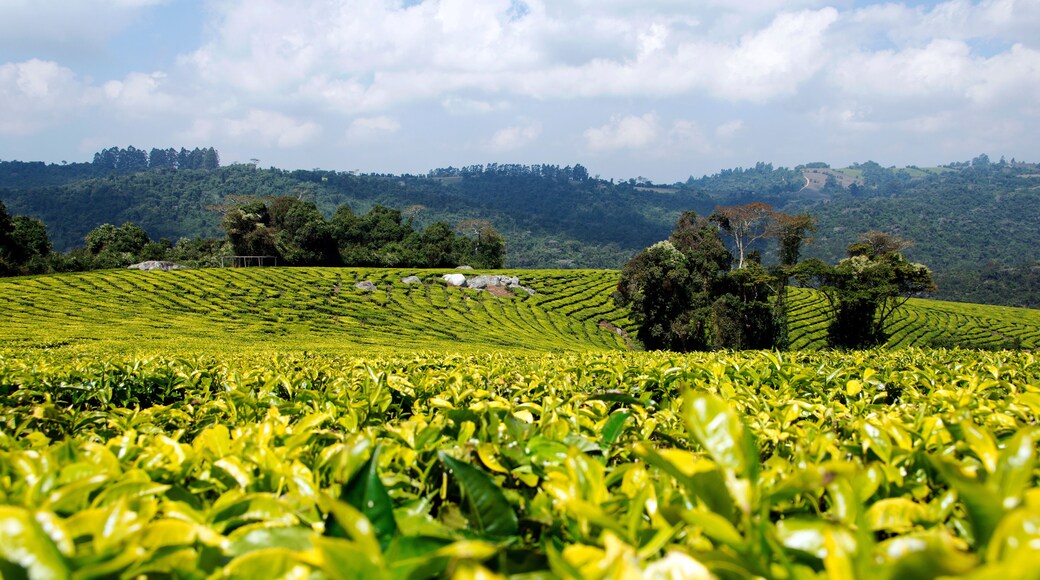 Tea plantation in Mufindi, tanzania, Africa.