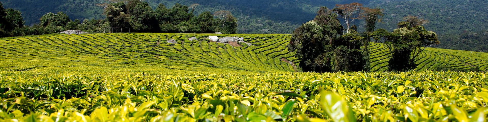 Tea plantation in Mufindi, tanzania, Africa.