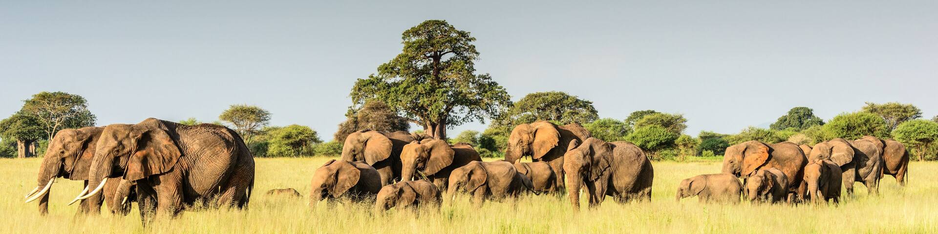 Panoramic photograph of a herd of African elephants (Loxodonta africana) in the savannah of Tarangire National Park, Tanzania.