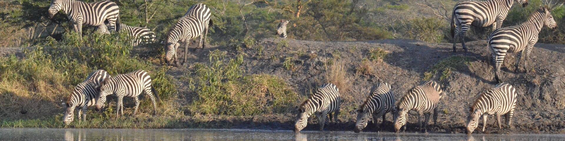 Group of zebras in lake Mburo National park in Uganda
