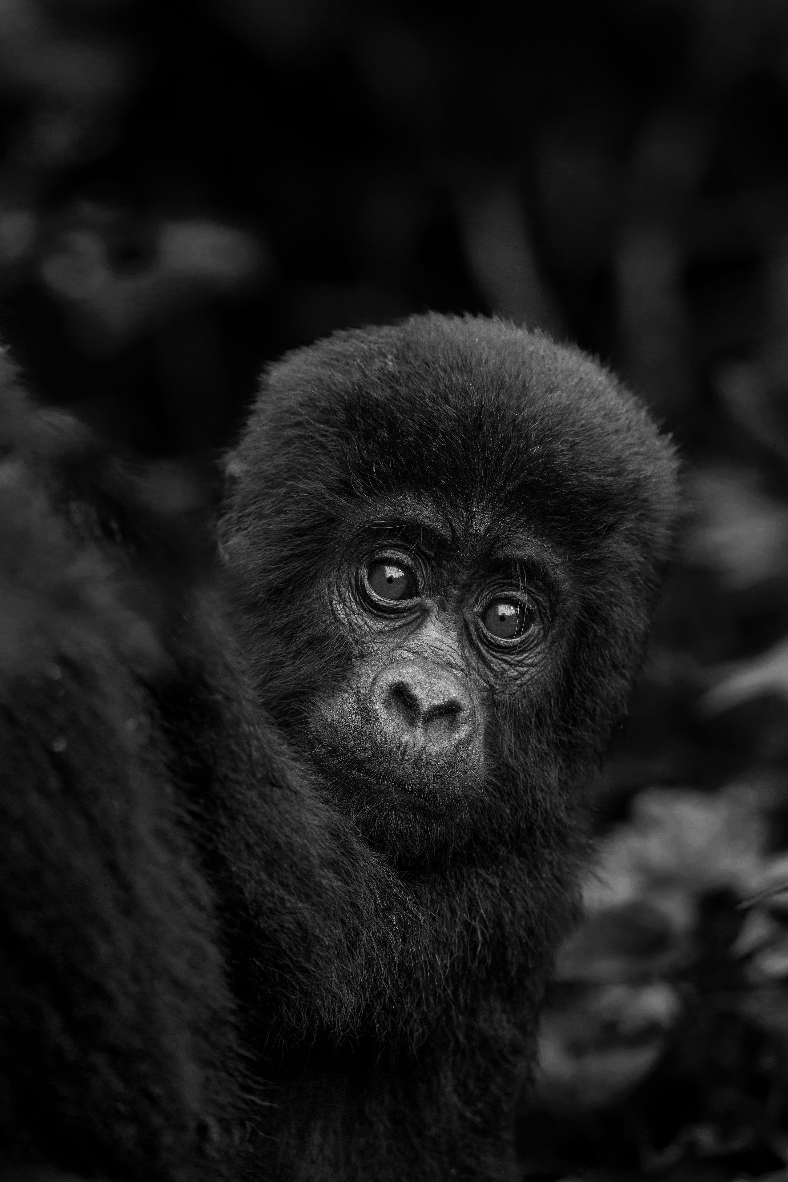 Gorilla Baby Bwindi Impenetrable Forest National Park Uganda 3811