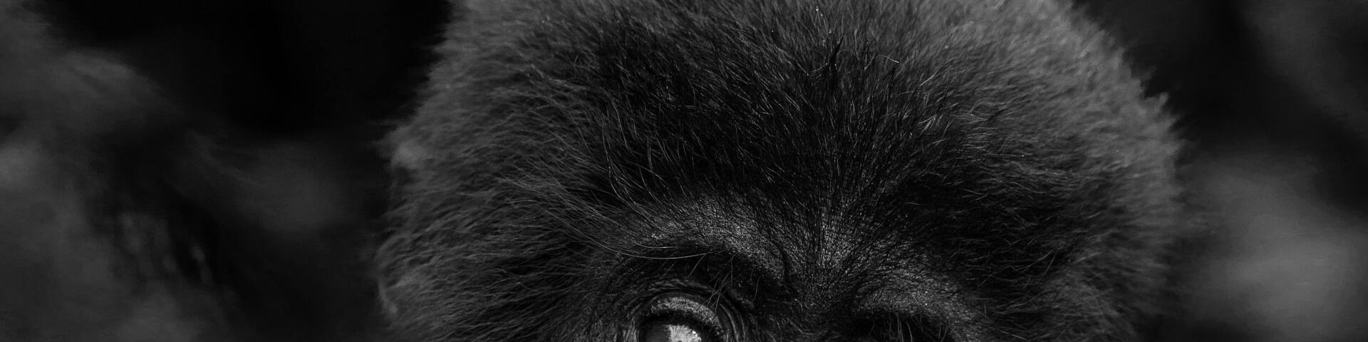 A close-up of a gorilla's face with detailed fur texture and facial features.