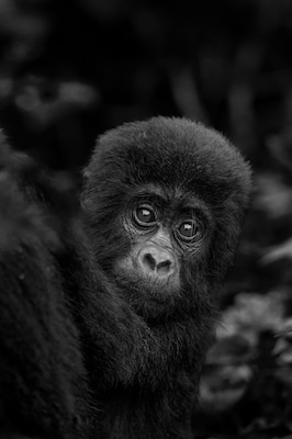 Gorilla Baby Bwindi Impenetrable Forest National Park Uganda 3811