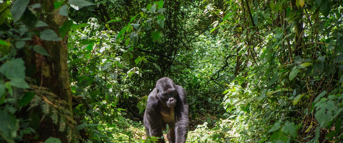 Dominant male mountain gorilla in rainforest. Uganda. Bwindi Impenetrable Forest National Park.