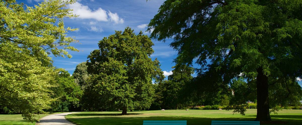 A park with a gravel path, two green benches, and large trees under a blue sky.