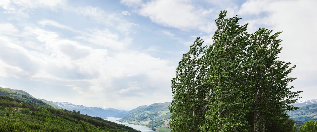 A lush green valley with a large tree in the foreground, a lake in the background, and rolling hills.