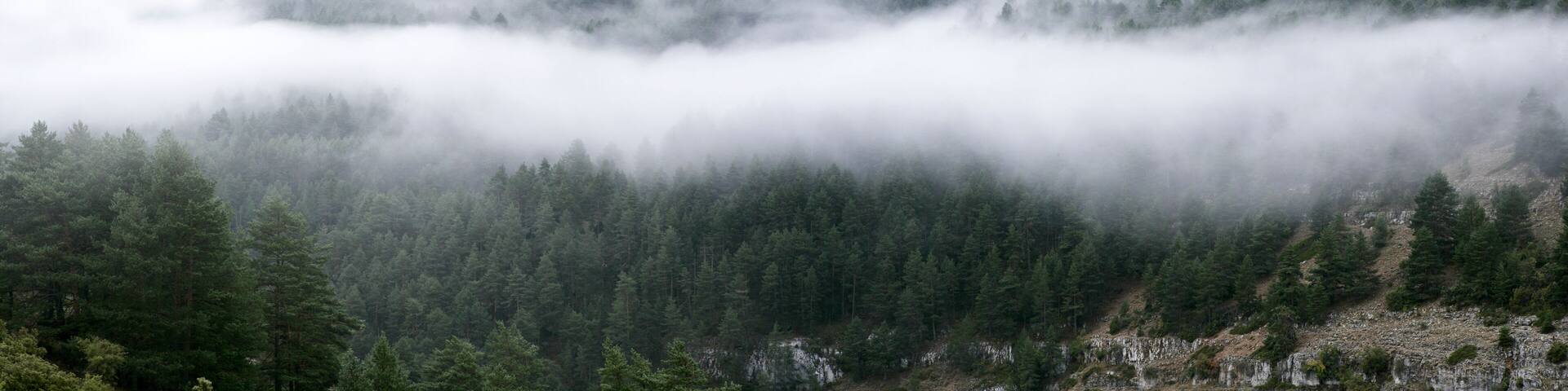 Spain, Province of Guadalajara, Panorama of thick fog shrouding forested valley in Alto Tajo Nature Reserve
