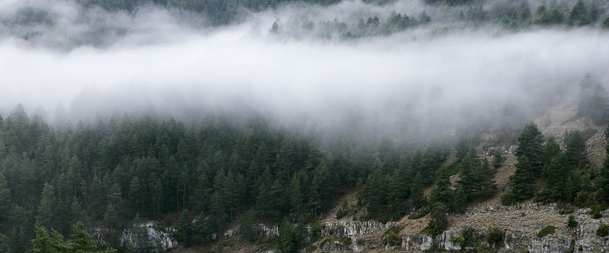 A dense forest with a mountain in the background partially obscured by fog.