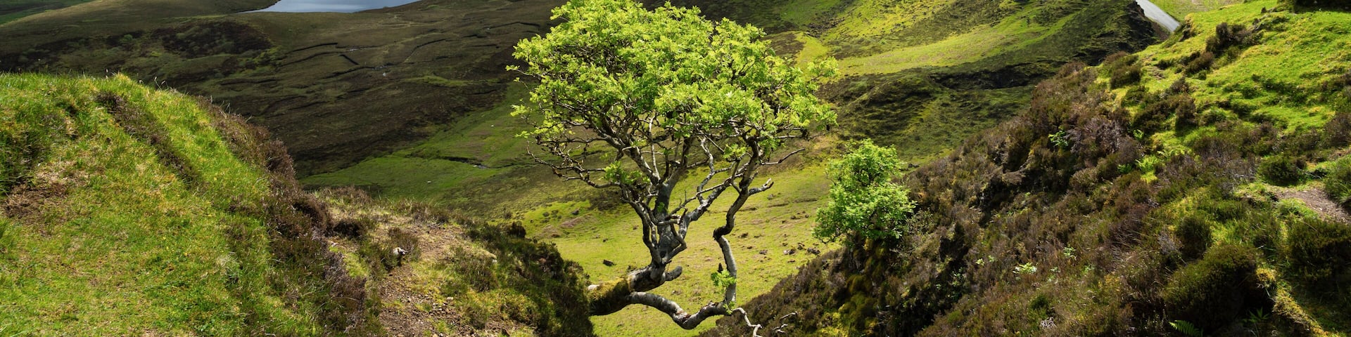 Lone tree at Quiraing with views of Loch Leum nu Luirginn and Loch Cleat, Isle of Skye, Highland Region, Scotland, United Kingdom