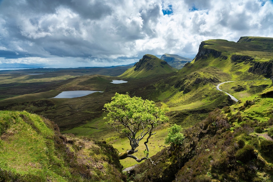 Lone tree at Quiraing with views of Loch Leum nu Luirginn and Loch Cleat, Isle of Skye, Highland Region, Scotland, United Kingdom