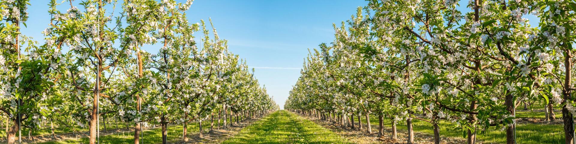 Apple garden blossom