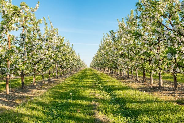 A vineyard with rows of trees bearing white blossoms.