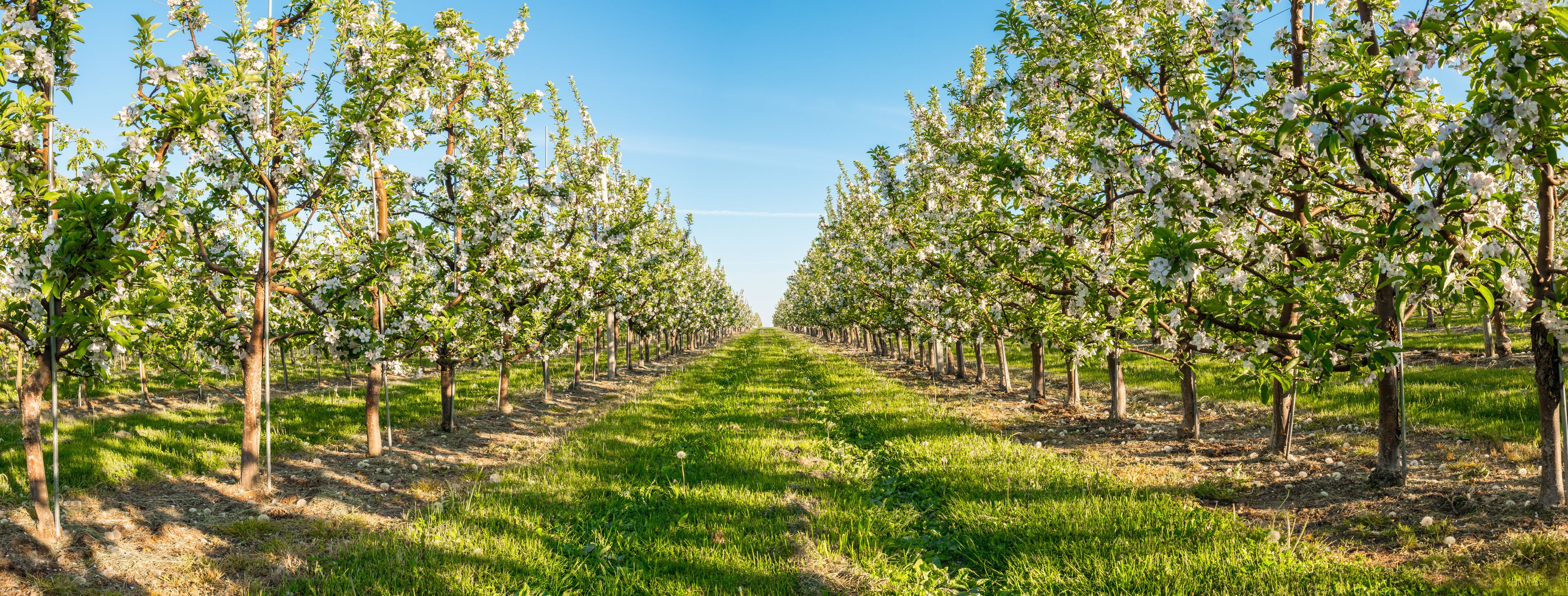 A vineyard with rows of trees bearing white blossoms.