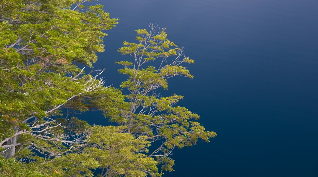 San Martín de los Andes ofreciendo un lago o abrevadero y escenas forestales