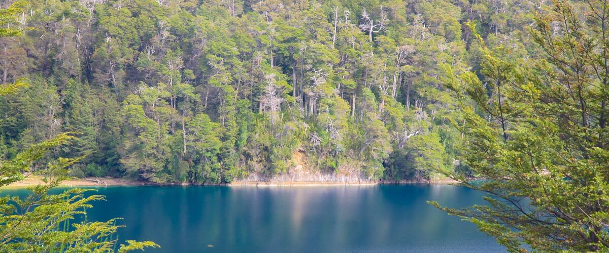 A calm lake surrounded by dense forest.