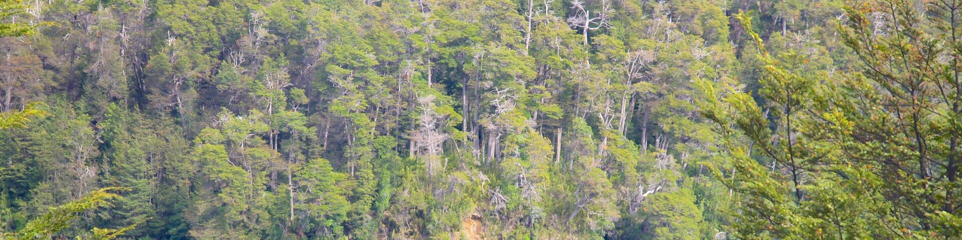 San Martin de los Andes featuring a lake or waterhole, tranquil scenes and forests