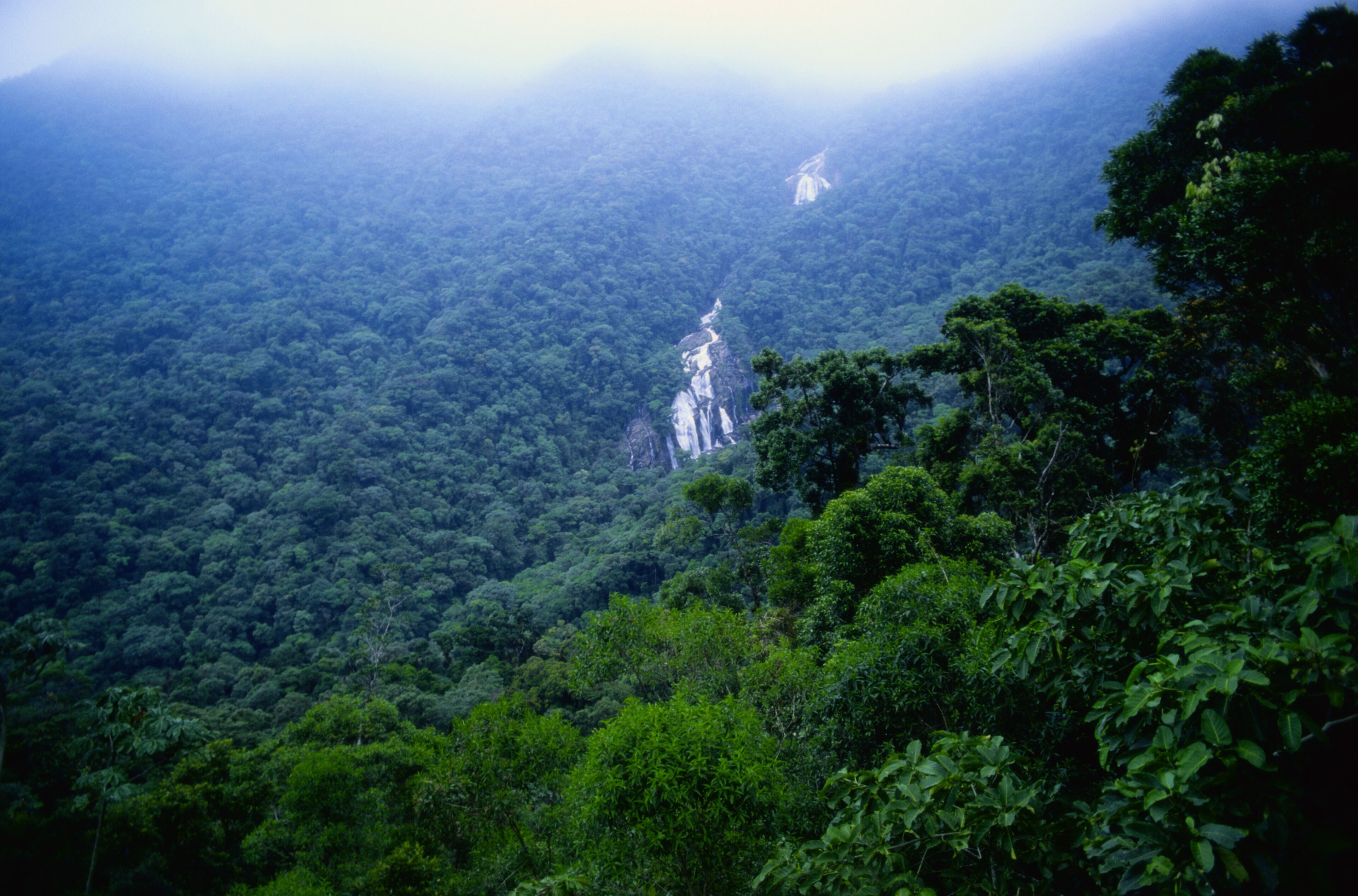 A lush green forest with a waterfall in the distance.
