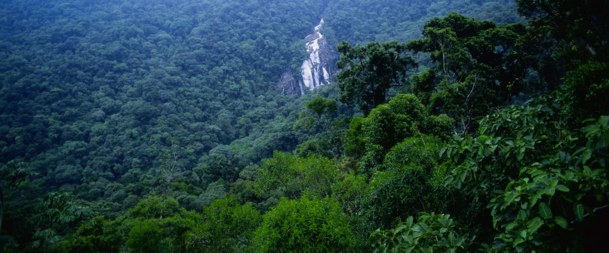 A lush green forest with a waterfall in the distance.
