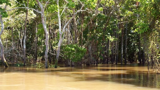 A floresta dentro das ĂĄguas dos rios, durante vĂĄrios meses por ano.
The forest within the waters of the rivers, for several months per year.
#Aquatrover