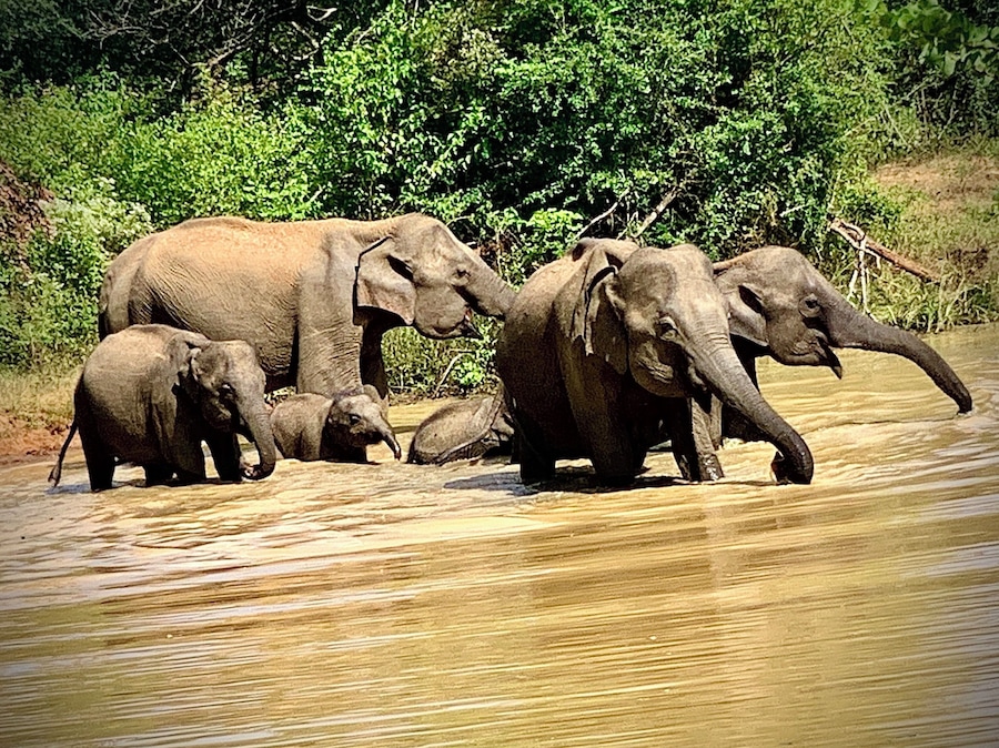 A group of elephants in a river surrounded by dense green foliage.