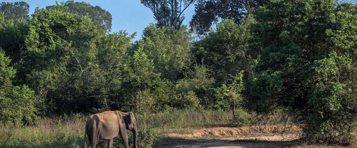 I was very surprised to see a few skin-and-bones elephants in Udawalawe National Park despite it's seemingly lush greenery.