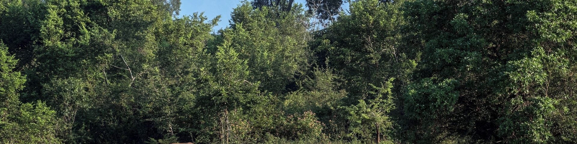 I was very surprised to see a few skin-and-bones elephants in Udawalawe National Park despite it's seemingly lush greenery.