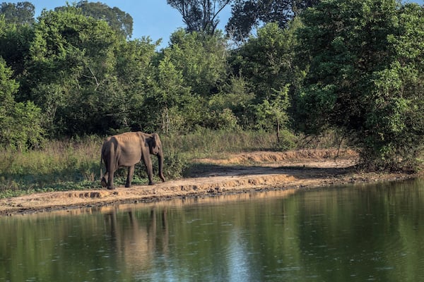 I was very surprised to see a few skin-and-bones elephants in Udawalawe National Park despite it's seemingly lush greenery.