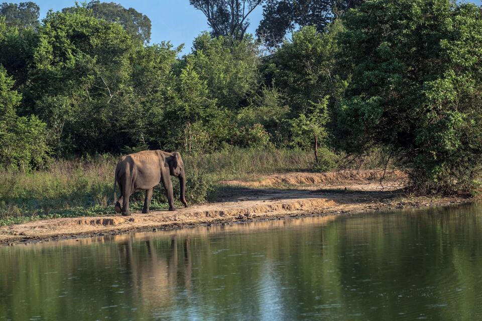 An elephant by a riverbank with dense greenery in the background.