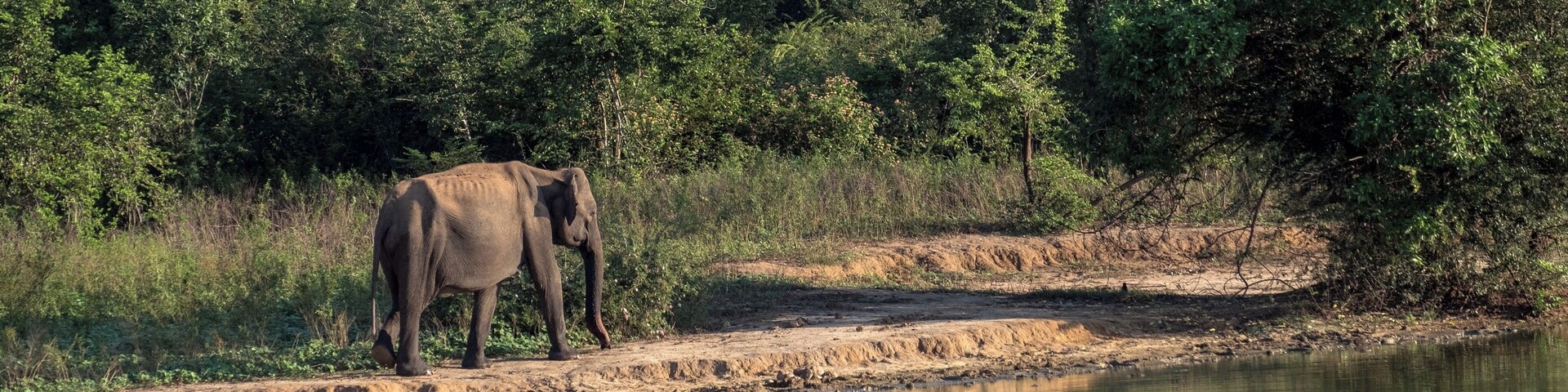 I was very surprised to see a few skin-and-bones elephants in Udawalawe National Park despite it's seemingly lush greenery.