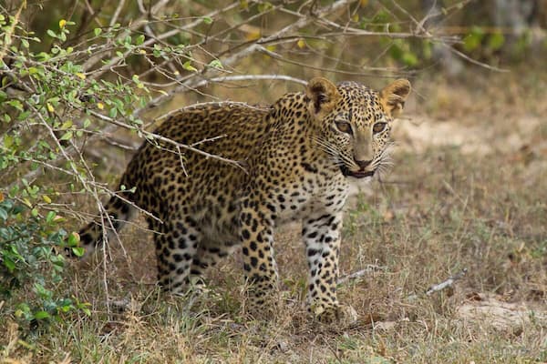 Ein Leopard in einer natürlichen Umgebung mit spärlicher Vegetation und trockenem Gras.