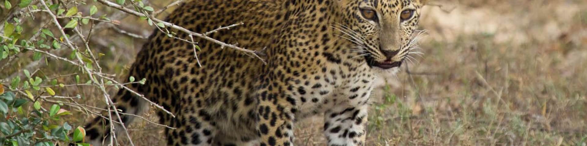 Ein Leopard in einer natürlichen Umgebung mit spärlicher Vegetation und trockenem Gras.