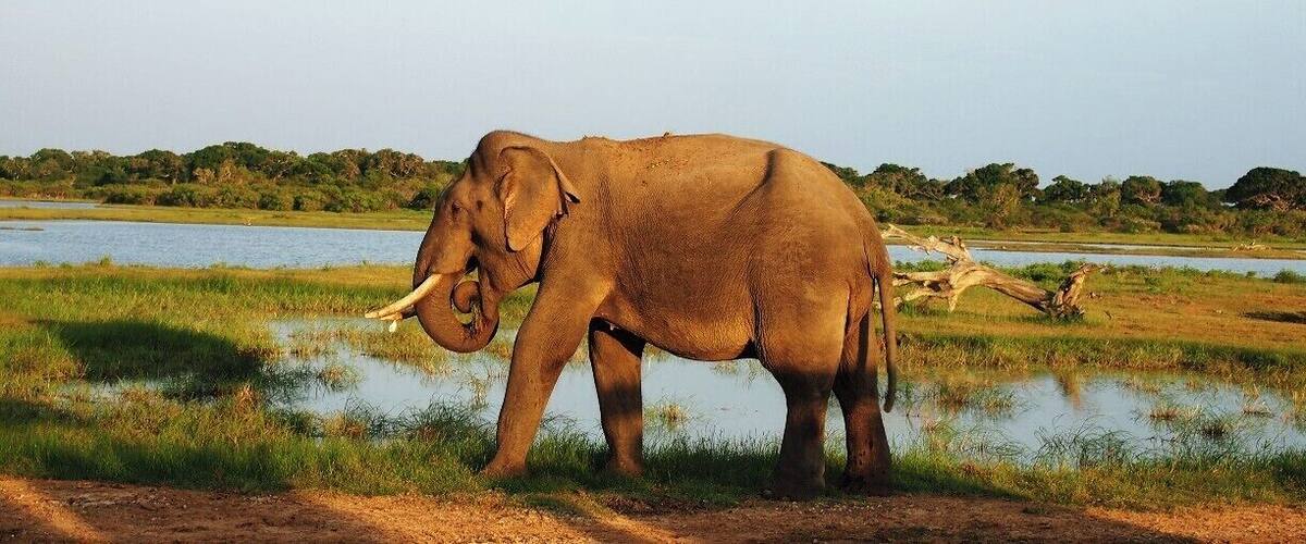 The tusker called "Gemunu" in the Yala National Park. This is the 2nd largest national park in Sri Lanka which has a vast variety of animals.