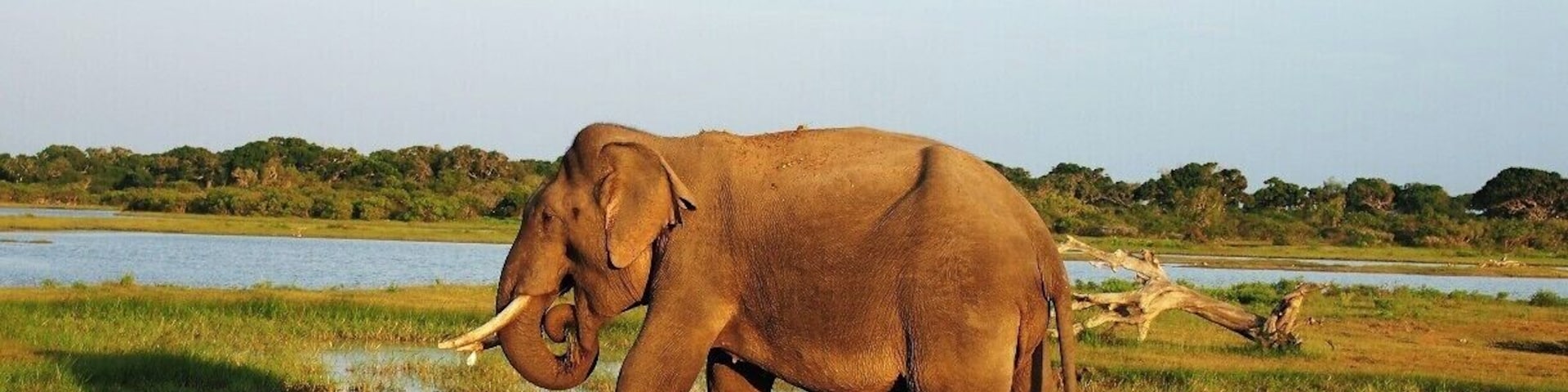 The tusker called "Gemunu" in the Yala National Park. This is the 2nd largest national park in Sri Lanka which has a vast variety of animals.