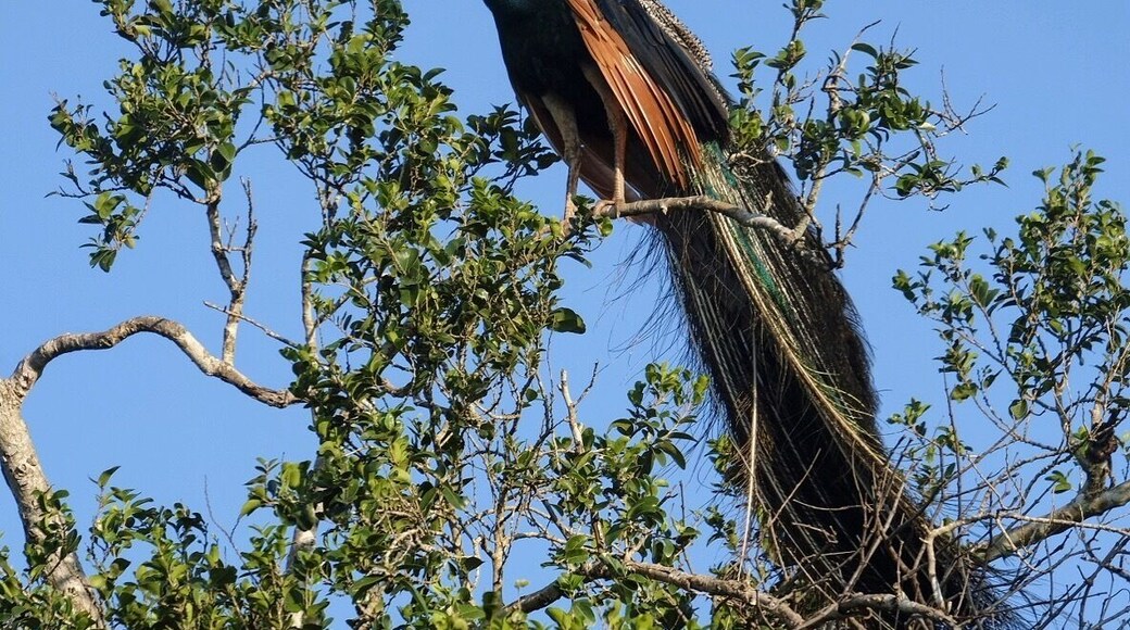 Saw this beautiful peacock up in the tree tops.